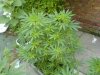 DSC00044.JPG