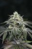 Ripped Bubba #3 @ day 57-4.jpg