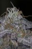 Ripped Bubba #3 @ day 57-12.jpg