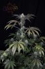 Ripped Bubba #1 @ 59 days-2.jpg