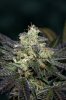 Ripped Bubba #1 @ 59 days-6.jpg