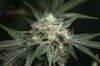 Ripped Bubba #1 @ 59 days-10.jpg