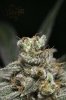 Ripped Bubba #4 @ 64 days-5.jpg