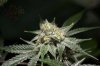 Ripped Bubba #4 @ 64 days-9.jpg