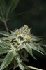 Ripped Bubba #4 @ 64 days-10.jpg