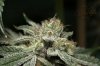 Ripped Bubba #4 @ 64 days-13.jpg