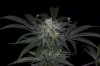 Ripped Bubba #8 @ 59 days-2.jpg