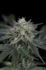 Ripped Bubba #8 @ 59 days-4.jpg