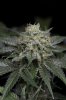 Ripped Bubba #8 @ 59 days-5.jpg