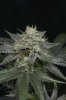 Ripped Bubba #8 @ 59 days-6.jpg