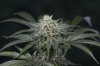 Ripped Bubba #8 @ 59 days-7.jpg