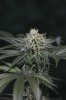 Ripped Bubba #8 @ 59 days-8.jpg