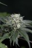 Ripped Bubba #8 @ 59 days-9.jpg