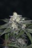 Ripped Bubba #9 @ day 57-7.jpg