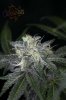 Ripped Bubba #9 @ day 57-11.jpg