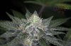 Ripped Bubba #9 @ day 57-12.jpg