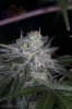 Ripped Bubba #9 @ day 57-14.jpg