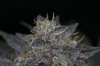 Ripped Bubba #8 @ 59 days-15.jpg