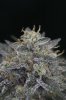 Ripped Bubba #8 @ 59 days-16.jpg