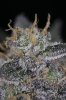 Ripped Bubba #8 @ 59 days-17.jpg