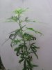 L Kush 1_1.JPG