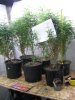 Med Garden Feb 2012_1.JPG