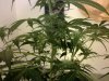2nd Week of flowering Pistols.jpg