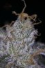 Ripped Bubba #1-5.jpg