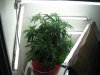 Mother plant, Sativa..jpg