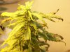100_2354.jpg