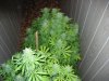 new plants 029.jpg