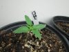 weeds2012 1129.jpg