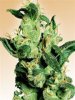 jack_herer_bud.jpg