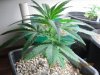 weeds2012 156.jpg