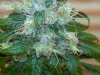 week12-5-1.jpg