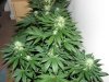112_10.08_bloom 4 weeks.jpg