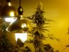 weed02-072-012........jpg