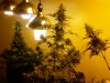 weed02-072-012..........jpg