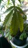 IMAG0155.jpg