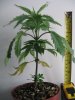 Lemon Kush 4 weeks Jan2012_1.JPG