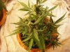 Grow feb 16 plus ID 007.jpg