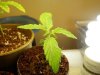 nedyah-379220-albums-grow-closet-picture2064641-small-bc-god-bud-plant.jpg