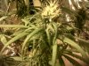 grow-5-weeks-flower-img00058-20100925-1158.jpg