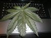 my plants an tha ;-) 048.JPG