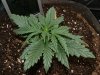 thegrow0048.jpg