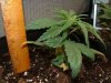 thegrow0058.jpg