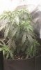 thegrow0064.jpg