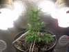 My Plant Grow 001.jpg