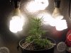 My Plant Grow 003.jpg