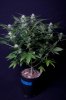 cannabis-jillybean3-2173.jpg